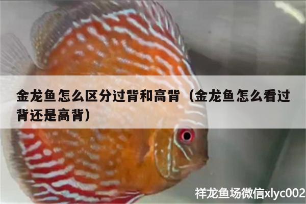 金龍魚怎么區(qū)分過背和高背（金龍魚怎么看過背還是高背） 養(yǎng)魚知識