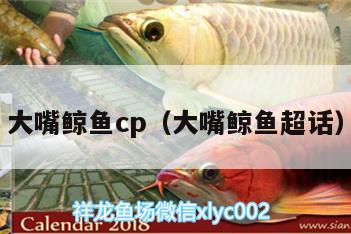 大嘴鯨魚(yú)cp（大嘴鯨魚(yú)超話）