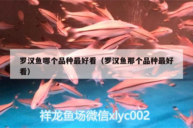 羅漢魚(yú)哪個(gè)品種最好看（羅漢魚(yú)那個(gè)品種最好看）