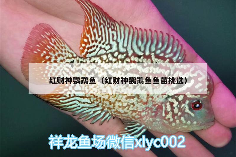 紅財神鸚鵡魚（紅財神鸚鵡魚魚苗挑選）