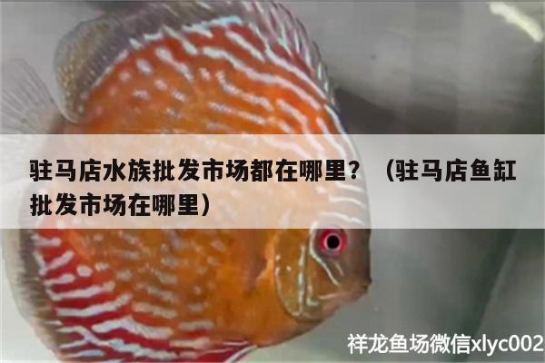 駐馬店水族批發(fā)市場(chǎng)都在哪里？（駐馬店魚(yú)缸批發(fā)市場(chǎng)在哪里） 觀賞魚(yú)水族批發(fā)市場(chǎng)