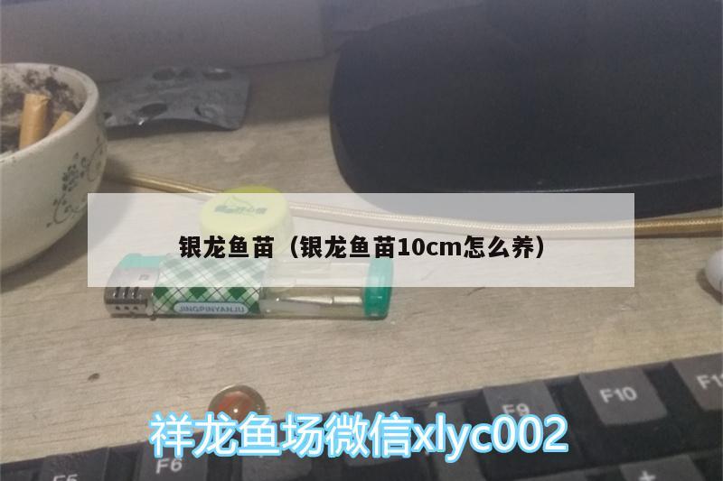 銀龍魚苗（銀龍魚苗10cm怎么養(yǎng)） 銀龍魚