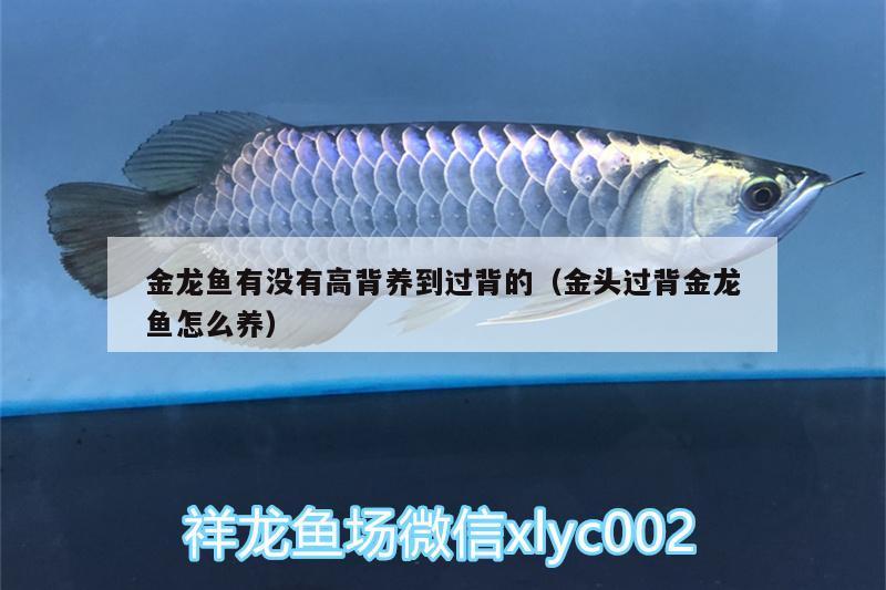 金龍魚有沒有高背養(yǎng)到過背的（金頭過背金龍魚怎么養(yǎng)） 過背金龍魚