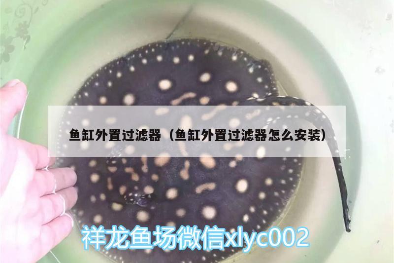 魚缸外置過濾器（魚缸外置過濾器怎么安裝）