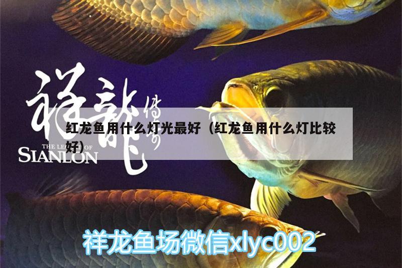 紅龍魚用什么燈光最好（紅龍魚用什么燈比較好） 元寶鳳凰魚 第1張