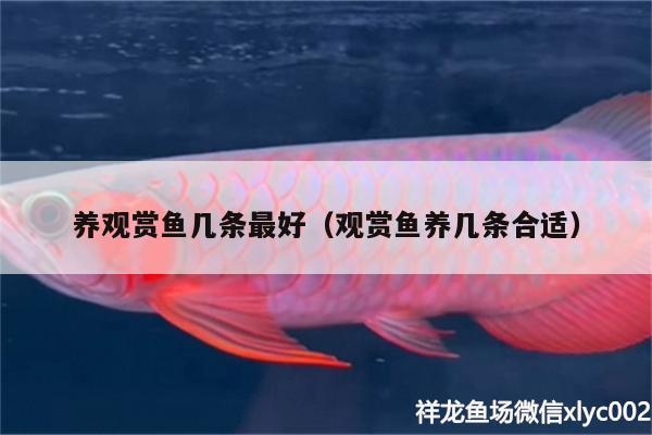 養(yǎng)觀賞魚幾條最好（觀賞魚養(yǎng)幾條合適）