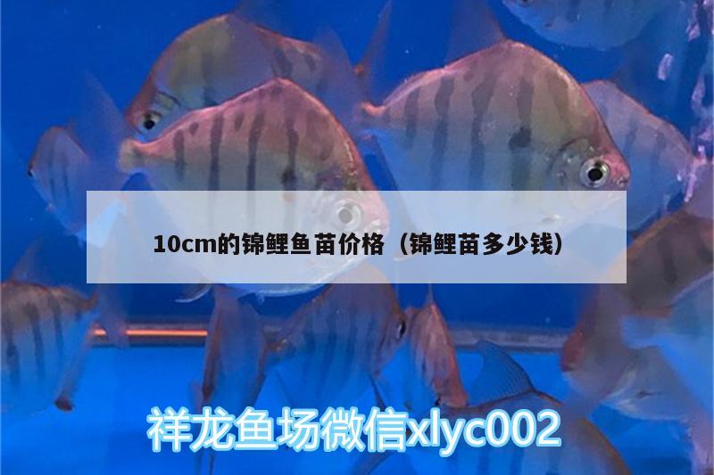 10cm的錦鯉魚苗價格（錦鯉苗多少錢）