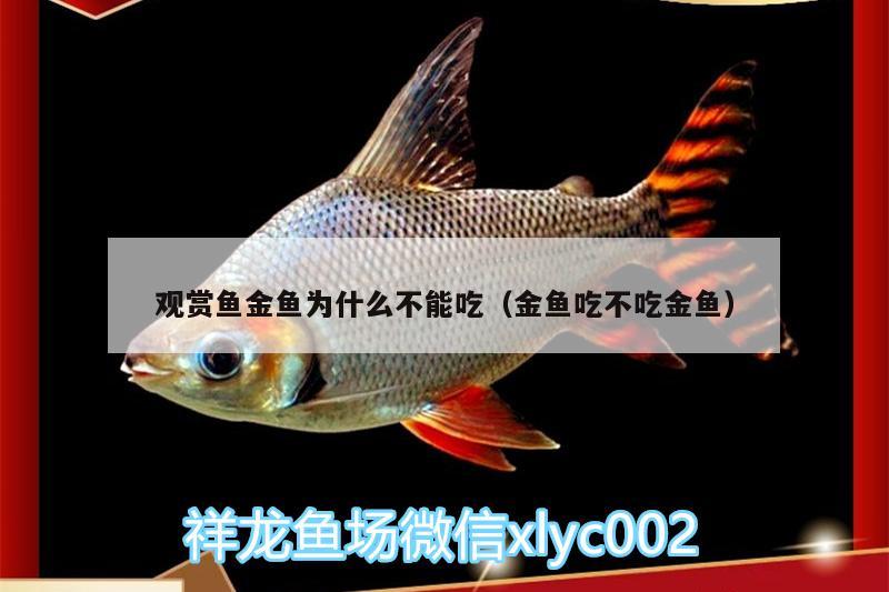 觀賞魚金魚為什么不能吃（金魚吃不吃金魚）