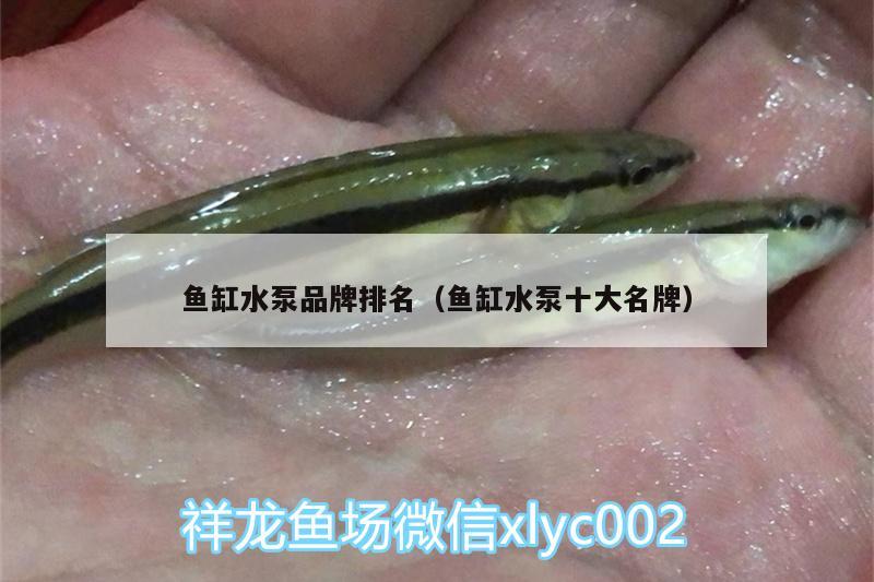 魚缸水泵品牌排名（魚缸水泵十大名牌）