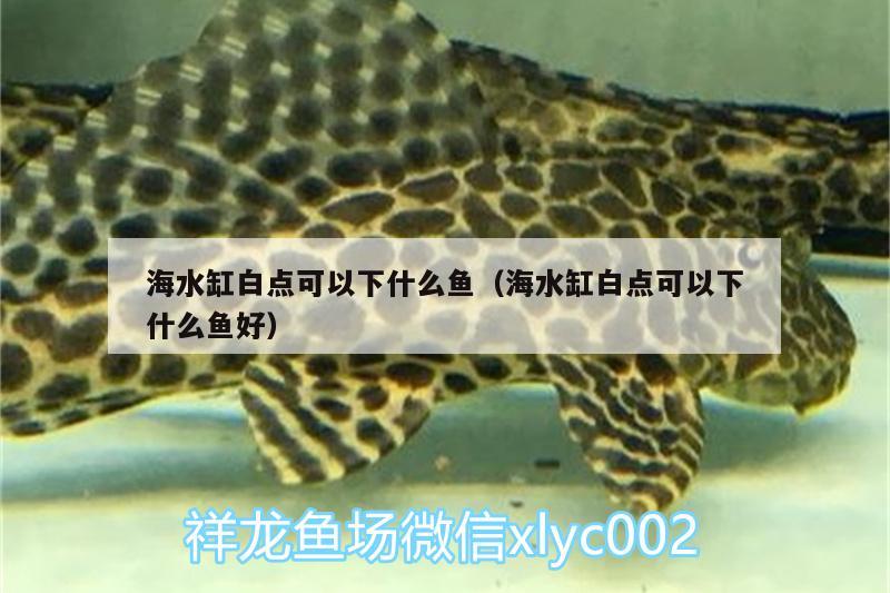 海水缸白點可以下什么魚（海水缸白點可以下什么魚好）