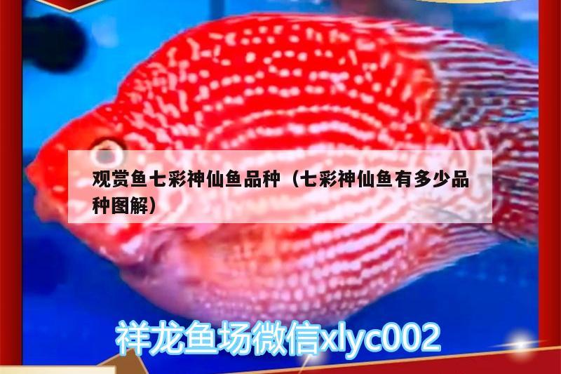 觀賞魚(yú)七彩神仙魚(yú)品種（七彩神仙魚(yú)有多少品種圖解） 七彩神仙魚(yú)