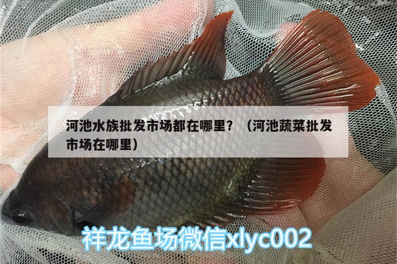 河池水族批發(fā)市場都在哪里？（河池蔬菜批發(fā)市場在哪里）