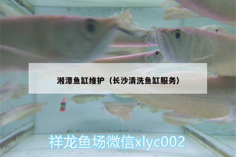 湘潭魚缸維護(hù)（長沙清洗魚缸服務(wù)） 青龍魚