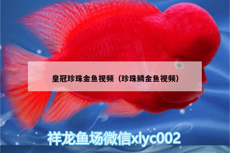 皇冠珍珠金魚(yú)視頻（珍珠鱗金魚(yú)視頻）