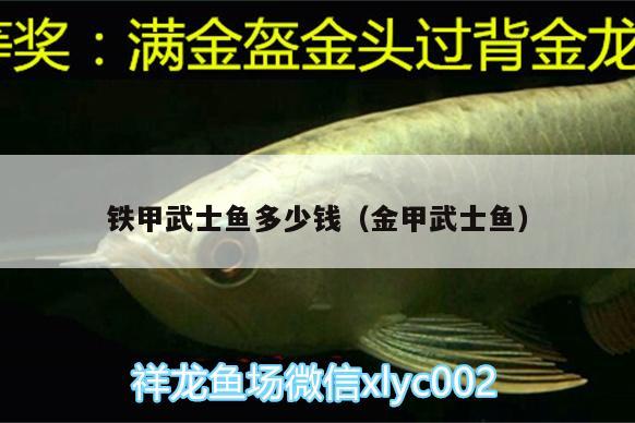 鐵甲武士魚多少錢（金甲武士魚）