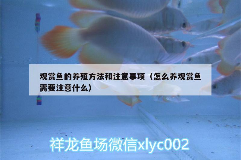 觀賞魚的養(yǎng)殖方法和注意事項（怎么養(yǎng)觀賞魚需要注意什么）