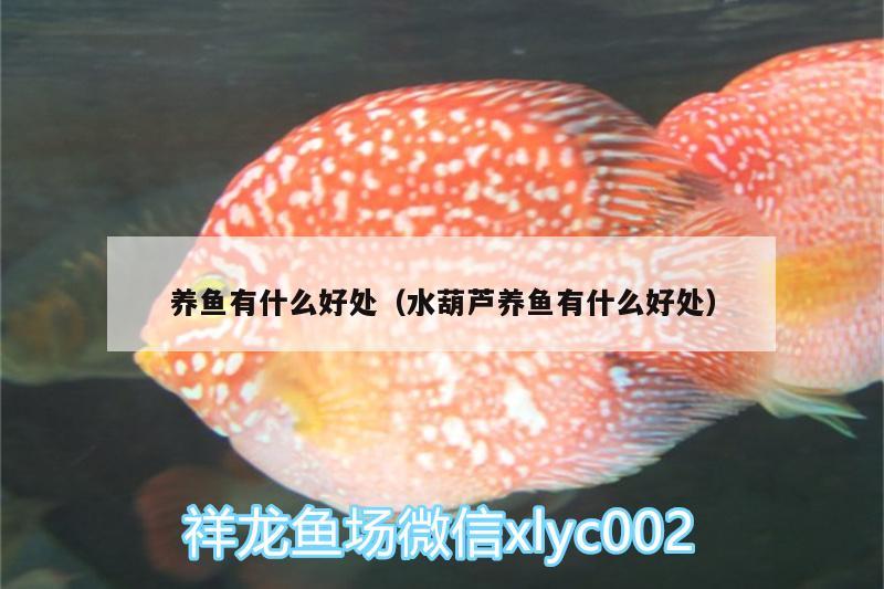 養(yǎng)魚有什么好處（水葫蘆養(yǎng)魚有什么好處） 龍鳳鯉魚