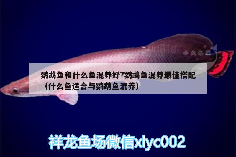 鸚鵡魚(yú)和什么魚(yú)混養(yǎng)好?鸚鵡魚(yú)混養(yǎng)最佳搭配（什么魚(yú)適合與鸚鵡魚(yú)混養(yǎng)） 鸚鵡魚(yú)