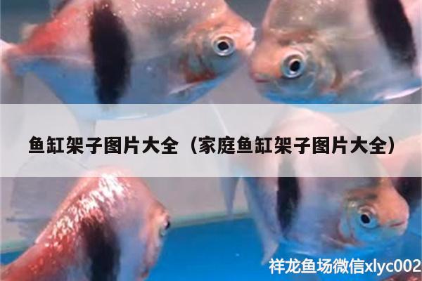 魚缸架子圖片大全（家庭魚缸架子圖片大全） 紅眼黃化幽靈火箭魚|皇家火箭魚