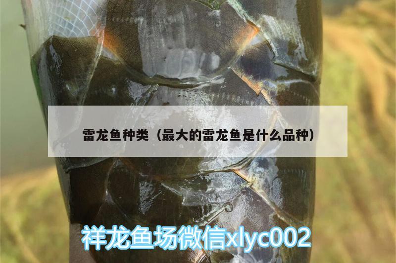 雷龍魚種類（最大的雷龍魚是什么品種） 非洲金鼓魚