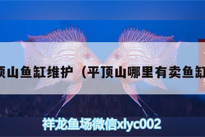 平頂山魚缸維護(hù)（平頂山哪里有賣魚缸的） 一眉道人魚苗