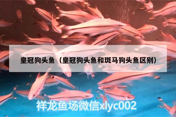 皇冠狗頭魚（皇冠狗頭魚和斑馬狗頭魚區(qū)別） 斑馬狗頭魚