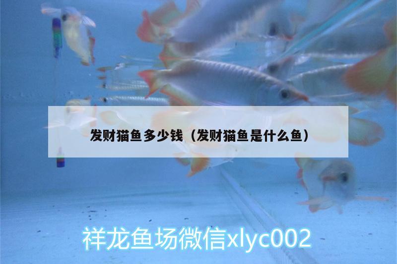 發(fā)財貓魚多少錢（發(fā)財貓魚是什么魚）