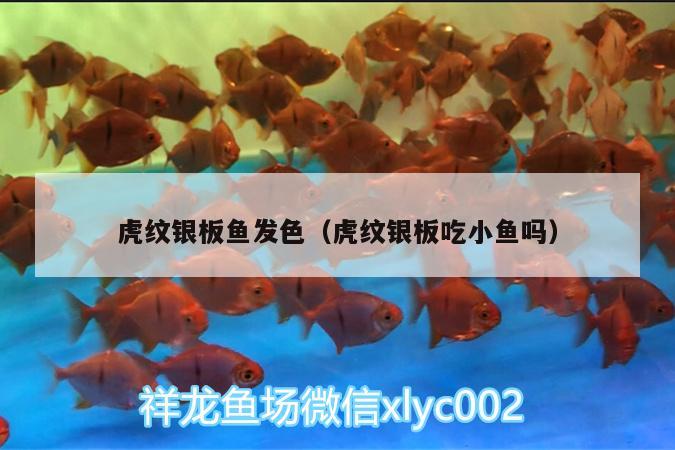 虎紋銀板魚發(fā)色（虎紋銀板吃小魚嗎）