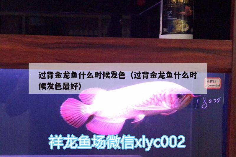 過(guò)背金龍魚(yú)什么時(shí)候發(fā)色（過(guò)背金龍魚(yú)什么時(shí)候發(fā)色最好）