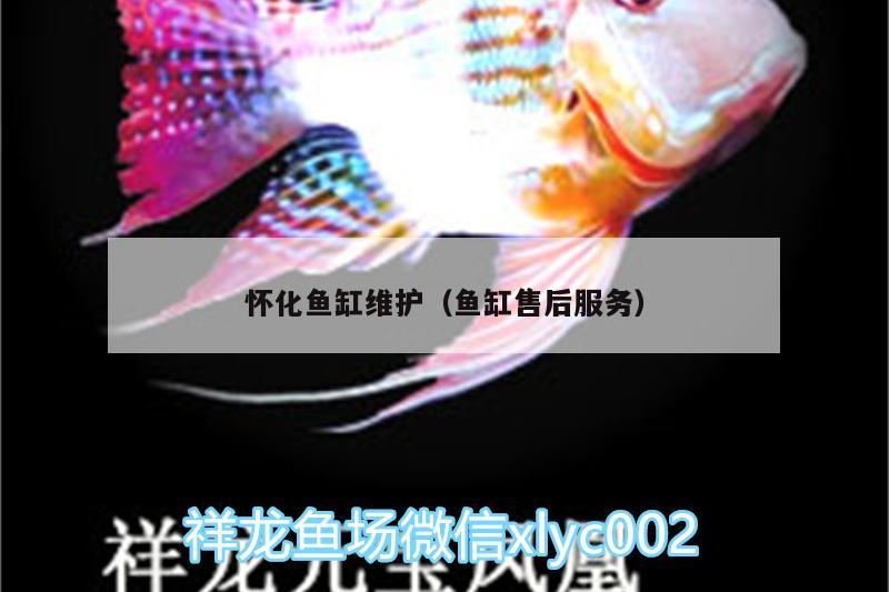 懷化魚缸維護(hù)（魚缸售后服務(wù)） 帝王血鉆魚