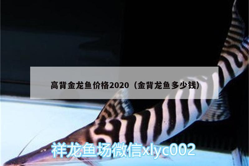 高背金龍魚價(jià)格2020（金背龍魚多少錢）