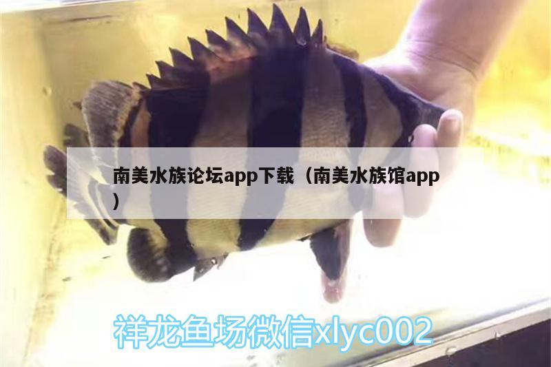 南美水族論壇app下載（南美水族館app） 野彩魚