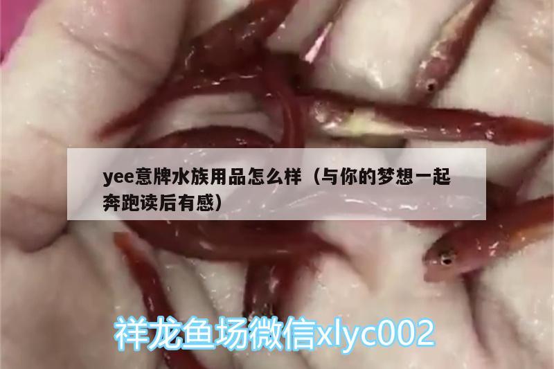 yee意牌水族用品怎么樣（與你的夢想一起奔跑讀后有感）