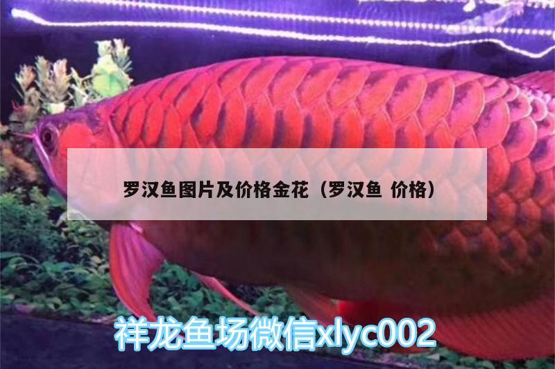 羅漢魚(yú)圖片及價(jià)格金花（羅漢魚(yú)價(jià)格）