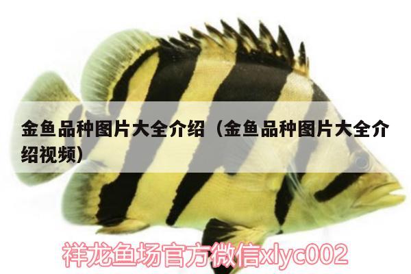 金魚品種圖片大全介紹（金魚品種圖片大全介紹視頻） 金老虎魚