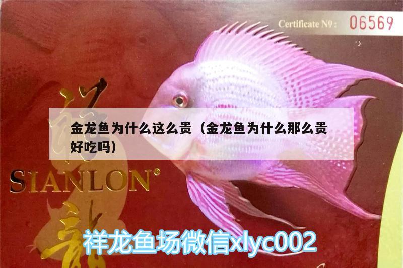 金龍魚為什么這么貴（金龍魚為什么那么貴好吃嗎） 黑帝王魟魚