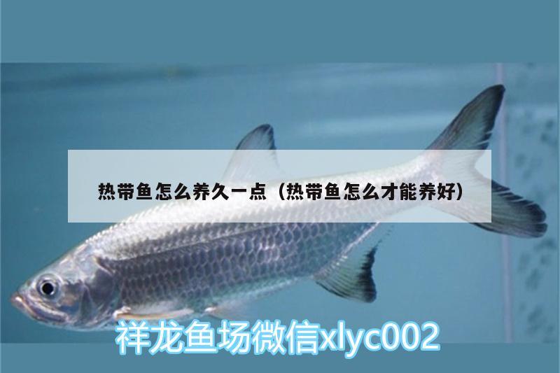 熱帶魚怎么養(yǎng)久一點（熱帶魚怎么才能養(yǎng)好）