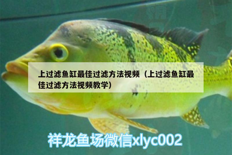 上過(guò)濾魚(yú)缸最佳過(guò)濾方法視頻（上過(guò)濾魚(yú)缸最佳過(guò)濾方法視頻教學(xué)） 野彩魚(yú)