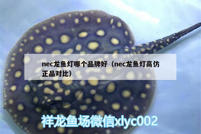 nec龍魚燈哪個品牌好（nec龍魚燈高仿正品對比） 廣州龍魚批發(fā)市場