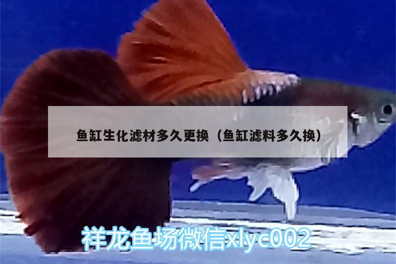 魚缸生化濾材多久更換（魚缸濾料多久換） 大日玉鯖魚