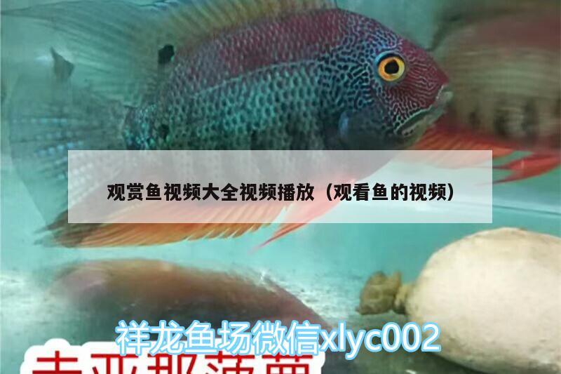 觀賞魚視頻大全視頻播放（觀看魚的視頻） 青龍魚