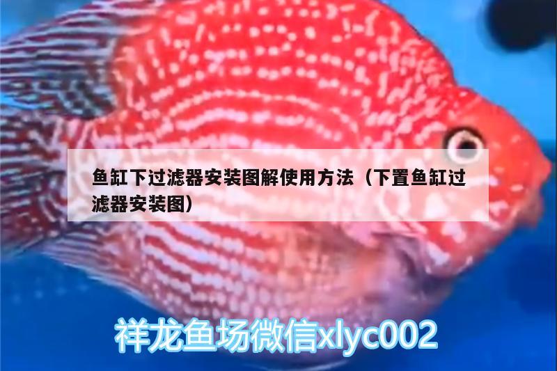 魚缸下過濾器安裝圖解使用方法（下置魚缸過濾器安裝圖）