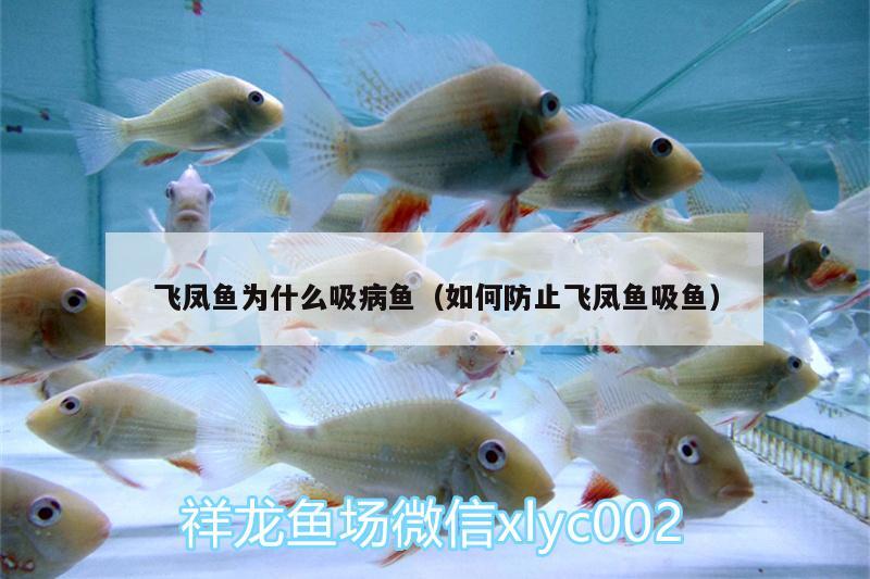 飛鳳魚為什么吸病魚（如何防止飛鳳魚吸魚）