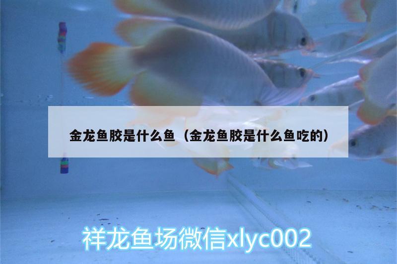 金龍魚膠是什么魚（金龍魚膠是什么魚吃的）