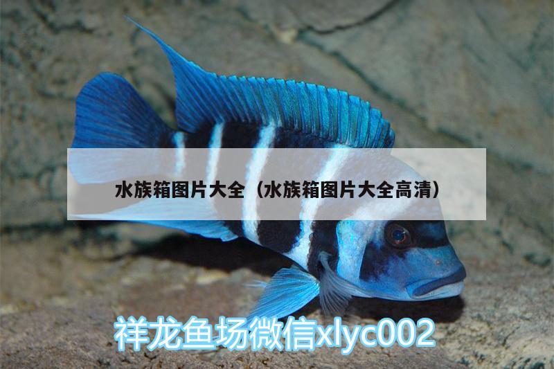 水族箱圖片大全（水族箱圖片大全高清） 魚(yú)缸/水族箱