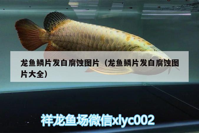 龍魚鱗片發(fā)白腐蝕圖片（龍魚鱗片發(fā)白腐蝕圖片大全）