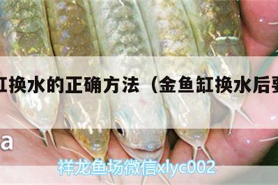 金魚(yú)缸換水的正確方法（金魚(yú)缸換水后要放什么） 肺魚(yú)