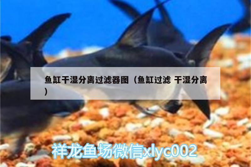 魚缸干濕分離過濾器圖（魚缸過濾干濕分離） 羅漢魚批發(fā)