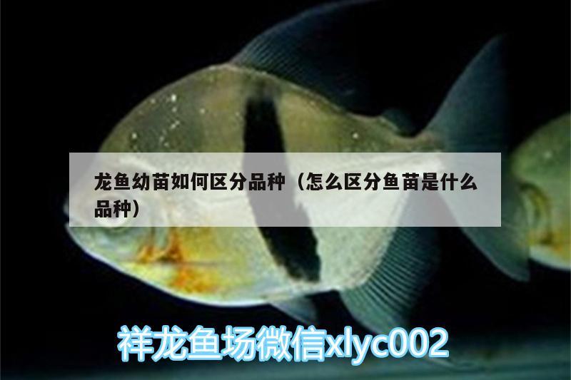 龍魚(yú)幼苗如何區(qū)分品種（怎么區(qū)分魚(yú)苗是什么品種）