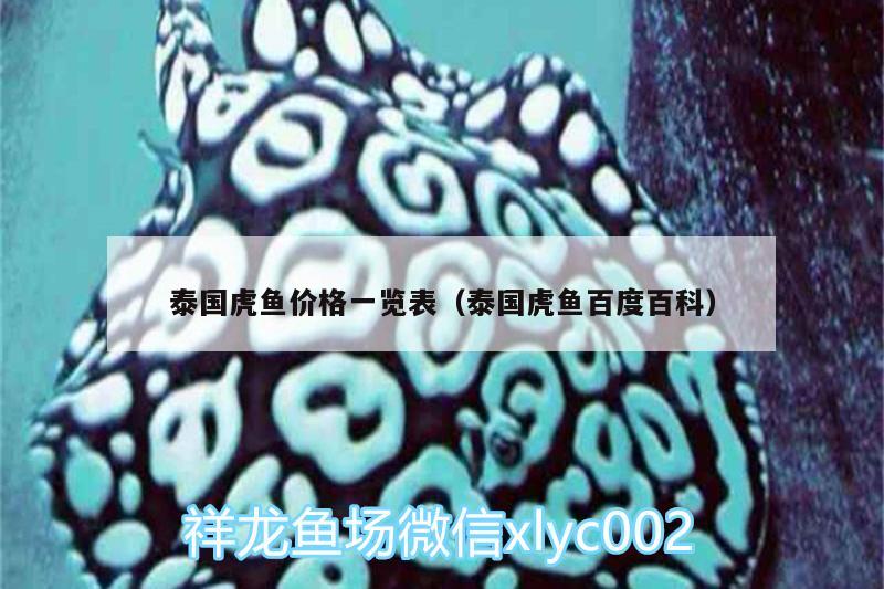 泰國(guó)虎魚(yú)價(jià)格一覽表（泰國(guó)虎魚(yú)百度百科） 虎魚(yú)百科